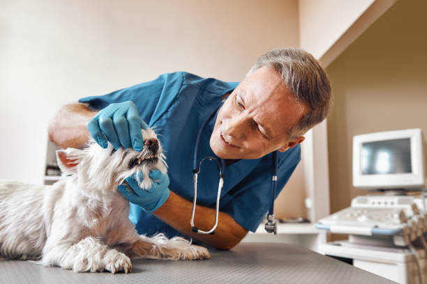 Best Emergency Tooth Extraction in Youngsville, PA